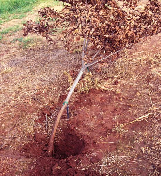 Fig 10. This tree was planted too deeply, did not form a root fl